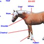 Découvre l’anatomie du cheval