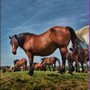 Joue � Observe bien les chevaux !