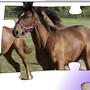 Joue � Toujours plus de chevaux en puzzles !